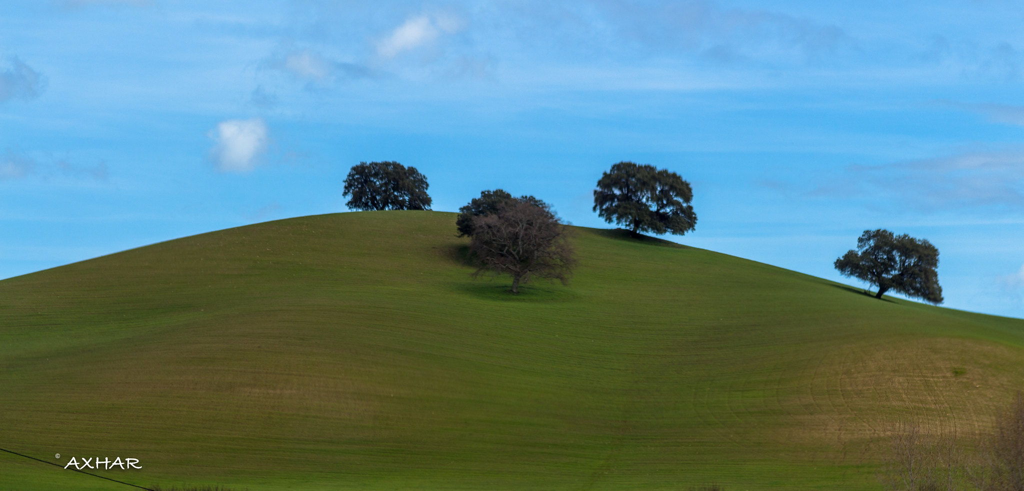 Trees with Mountain